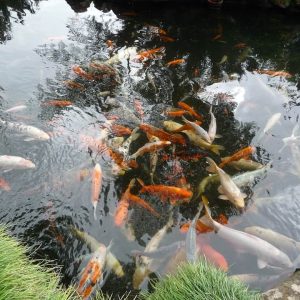 laghetto carpe koi